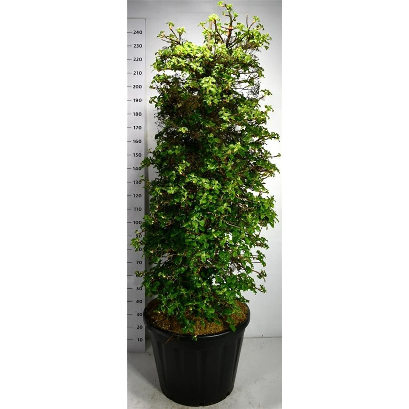 Klätterhortensia – Hydrangea petiolaris - C130 160-180 cm.